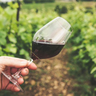 Innovación y sostenibilidad: el futuro del vino de calidad