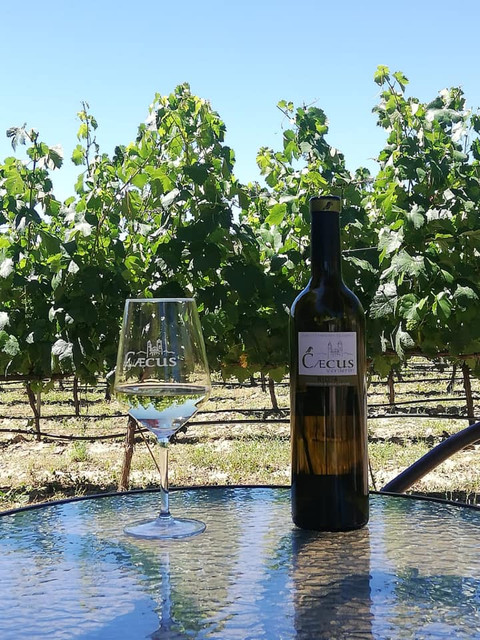 Caecus Verderón, de Bodega Pago de Larrea (Vino del mes - Septiembre 2025) - GastroMadrid (2)