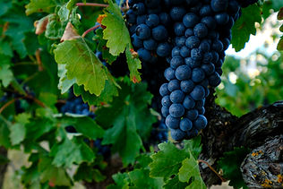 Bodegas Hermanos Páramo Arroyo (Mejores vinos ecológicos y biodinámicos de España 2024) - 