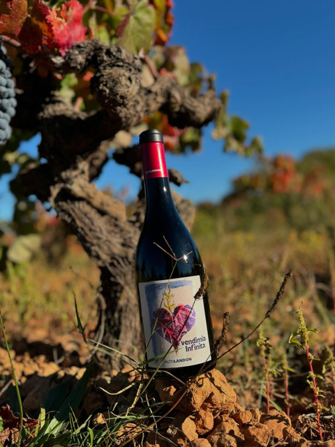 Vendimia Infinita, de Altolandon (Vino de la semana - Semana 35 2025) - GastroSpain (2)