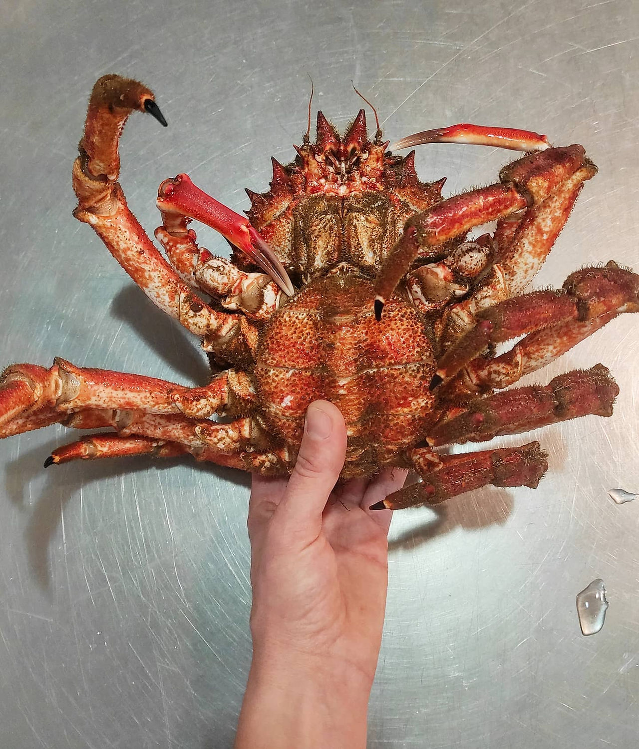 Pescados Rabina (Las mejores pescaderías de España 2025) - GastroSpain (1)