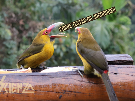 Dois araçari banana, pássaros amarelos com o bico vermelho, com os bicos abertos como se estivesse conversando em cima de um tronco. Um deles fala o texto "corre testar os jogos"