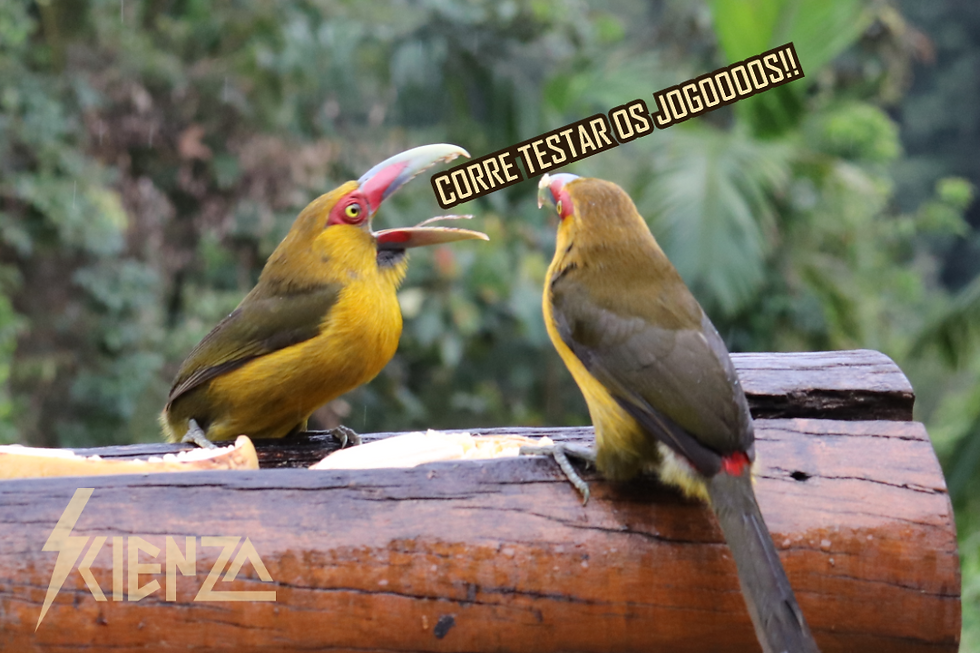 Dois araçari banana (Pteroglossus bailloni) no comedouro da Reserva Legado das Águas. A espécie está quase ameaçada.