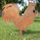 Thumbnail: Rusty Rooster / Cockerel