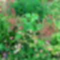 20220617_173311_edited.jpg