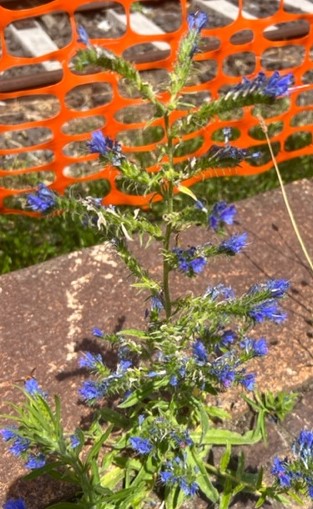 Echium Viper's-bugloss