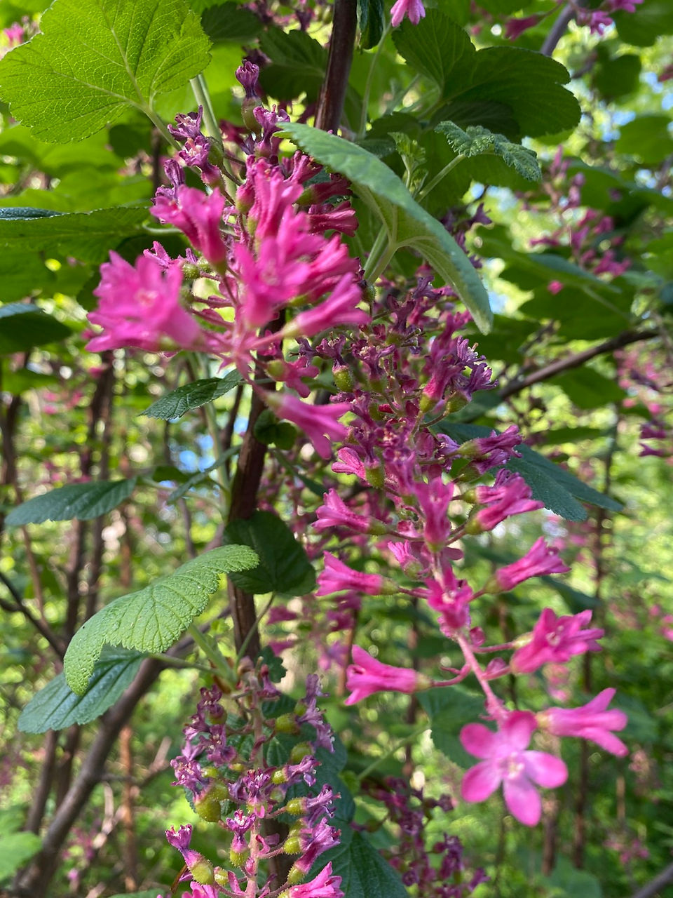 Beautiful flowers