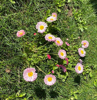 Daisies in the grass