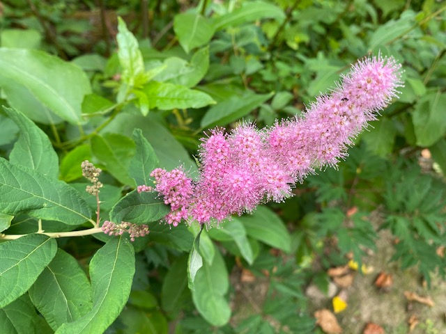 Pretty in pink