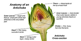 Anatomy of an Artichoke