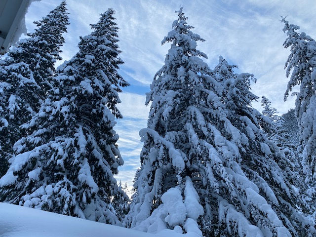 Blue between the trees