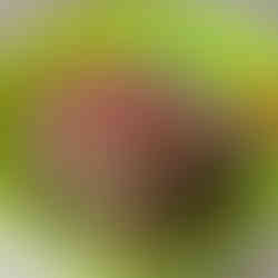 Let's Eat - Mangiamo