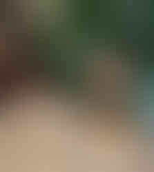 Delicious - Delizioso