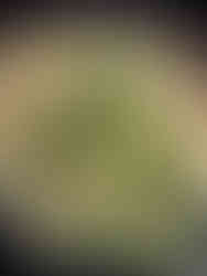 8th Step - 8° Passo