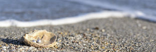 Of Oysters and Israel (Yom Ha'atzma'ut 5781)