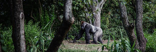 Funders and Apes: Our Troglodyte Approach to Failure