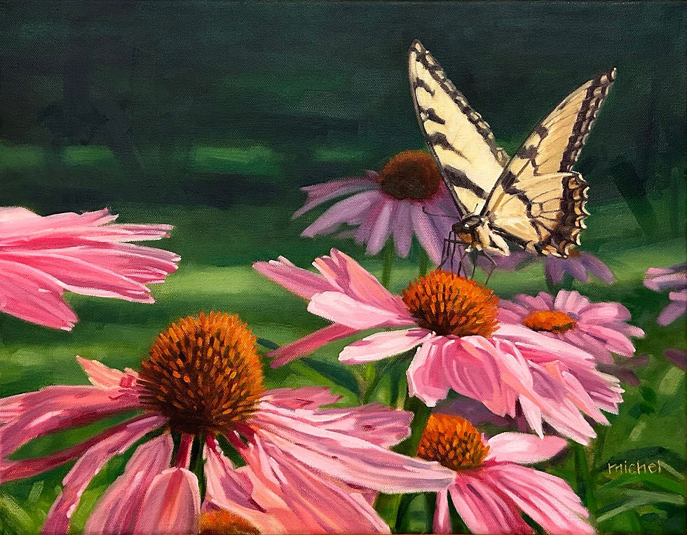 Swallowtail with Echinacea