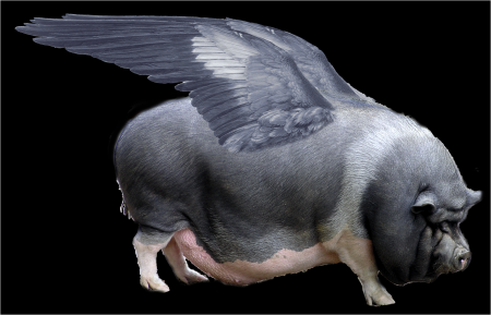 pigsfly.png