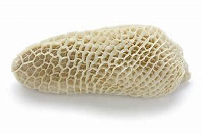 tripe.jpg