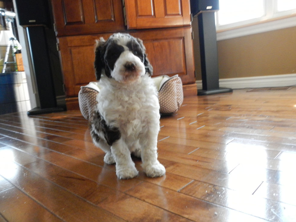 Cooper