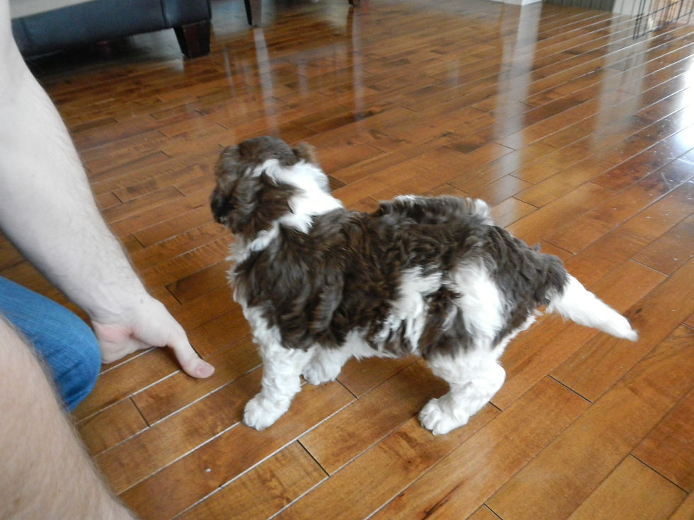 Cooper