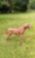 Sully-chocolate-STUD5.JPEG
