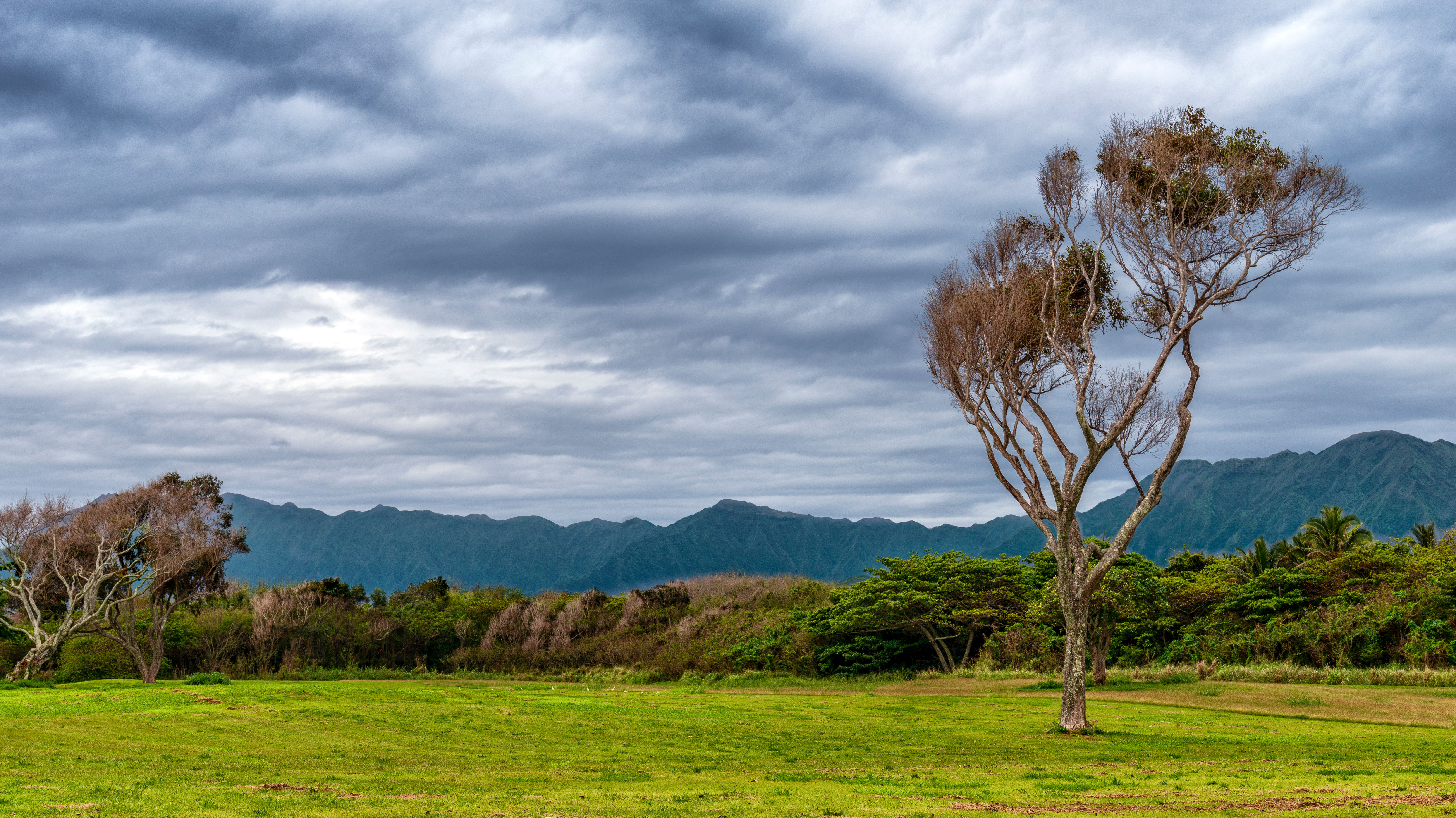 Windswept Guardians – North Shore Oʻahu