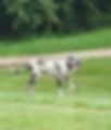 Boone-lilac-harlequinn-STUD.JPEG
