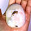 Thumbnail: Flower Agate palm stone