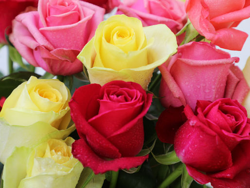 Este Día del Amor y la Amistad regala flores mexiquenses; EdoMéx concentra el 78 % de la producción nacional de rosa