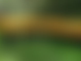 ¿Tienes terreno en un bosque? Gobierno del EdoMéx abre convocatoria de Programas Forestales con apoyo de hasta 165 mil pesos para su conservación, restauración y manejo