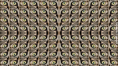 Catspiracy ART.png