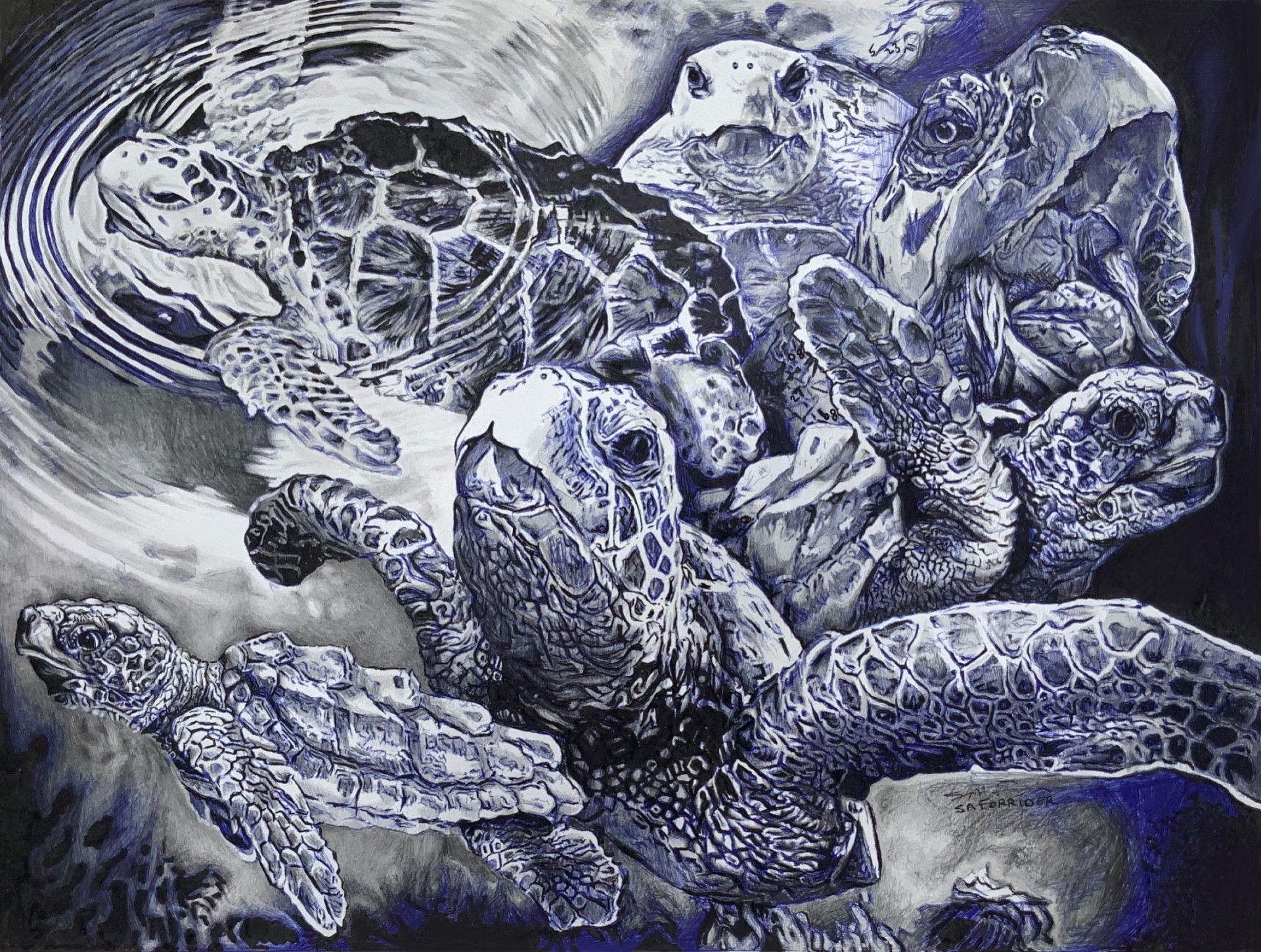 Saforrider, Loggerhead. Drawing of turtles