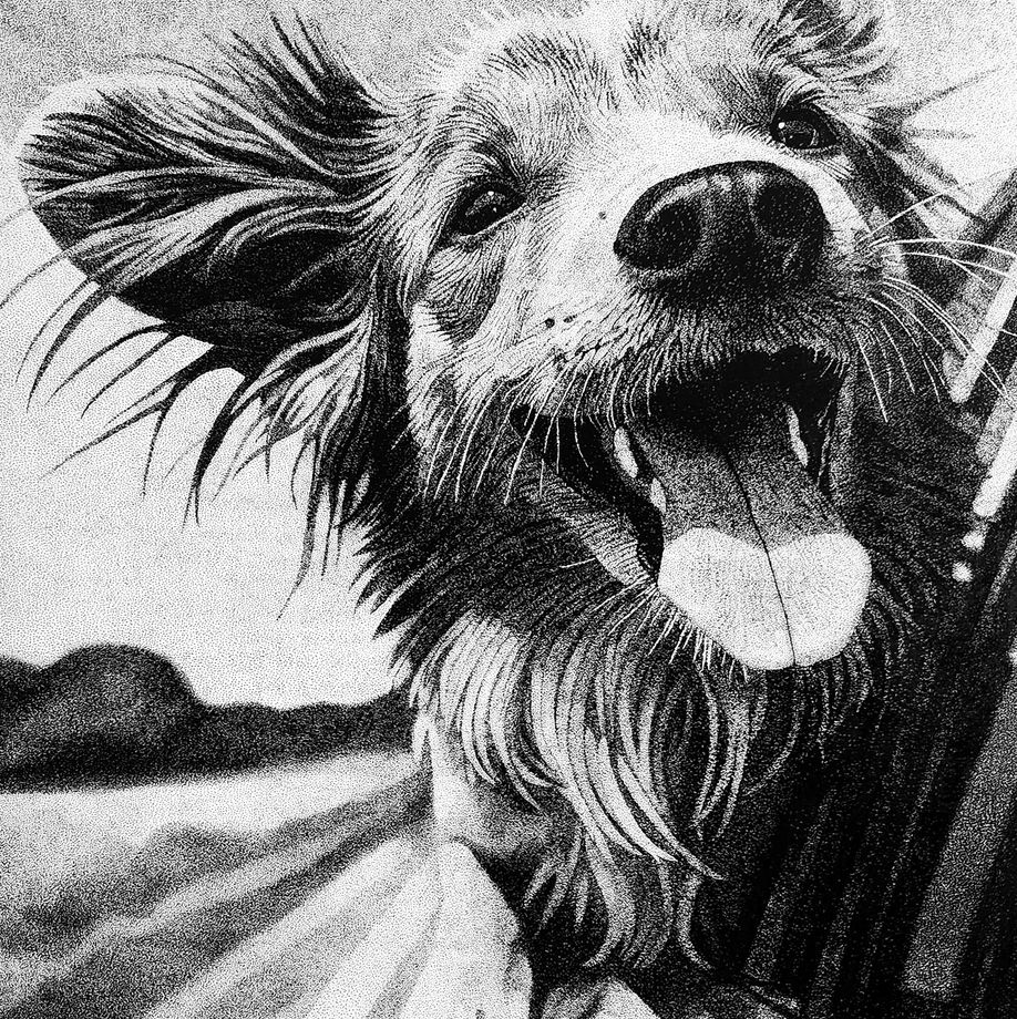 Joyride, by Britney Gibson, a happy drawing of a dog taking int he world from a car window. Stippling drawing in grayscale.