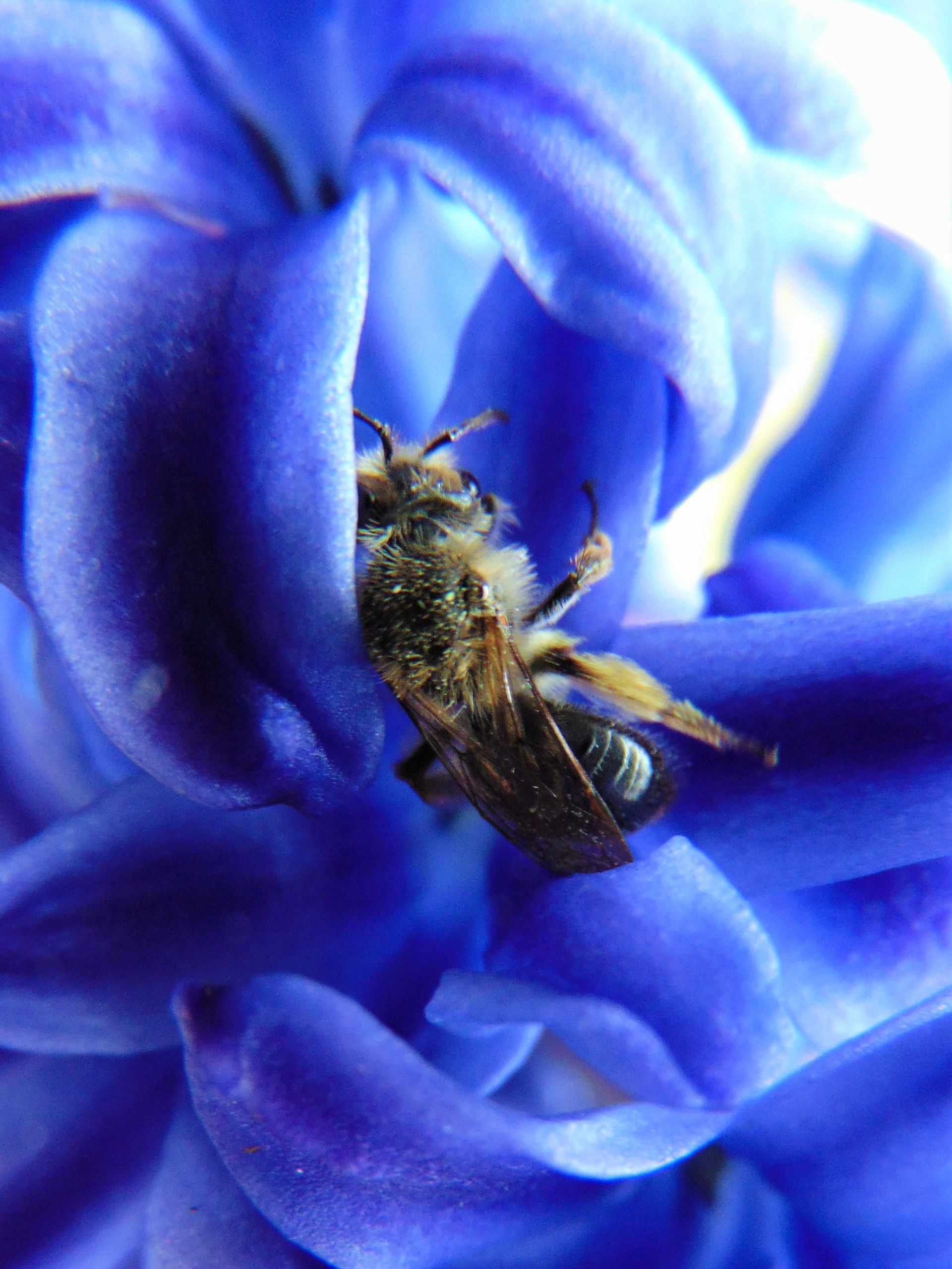 Honey Bee, photo by Carole Bracy 