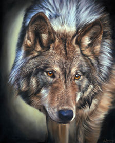 Rebecca Findlay, realistic art of a beautiful wolf