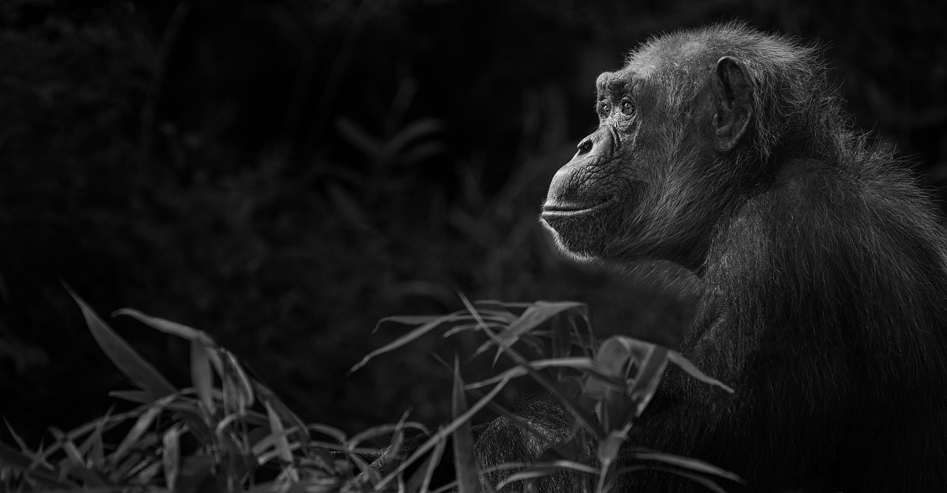 Shawna Hinkel, chimp photo