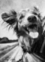 Joyride by Britney Gibson is a joyful stippled drawing of a dog with its mouth open and tongue out hanging out a car window.