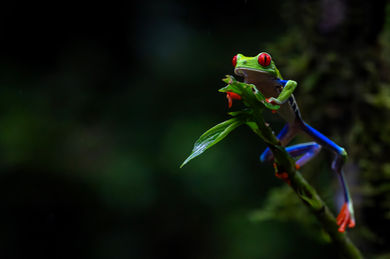 Heather Cudworth, frog photo