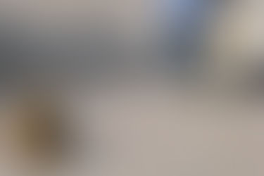 Igal Stulbach, dog photo