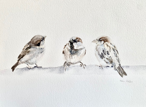 Helen Hobbs, Sweet sparrows, Arches Cold pressed watercolour painting and Danial Smith paints