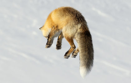 Carol Polich, Red Fox Hunting in Final Leap, photograph
