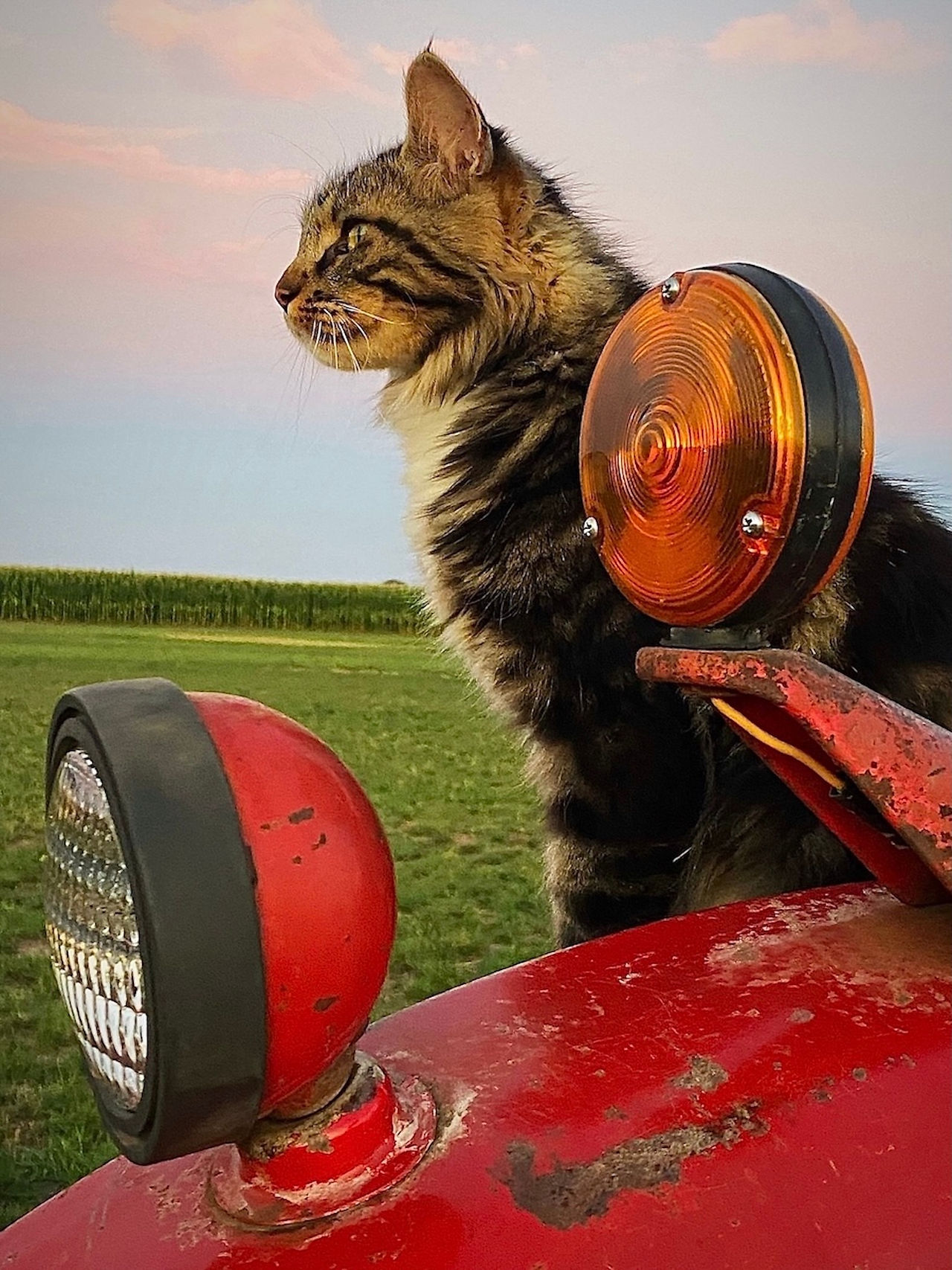 Farm Cat, by Kelly Burgo, color photograph of a cat sitting on an old red tractor