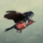 Lewis's Woodpecker, by Lindsey Sherline, is an impasto-style painting of a determined-looking woodpecker flying, with its wings up