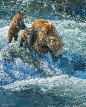 Bears fishing for salmon, by Rich Brooks