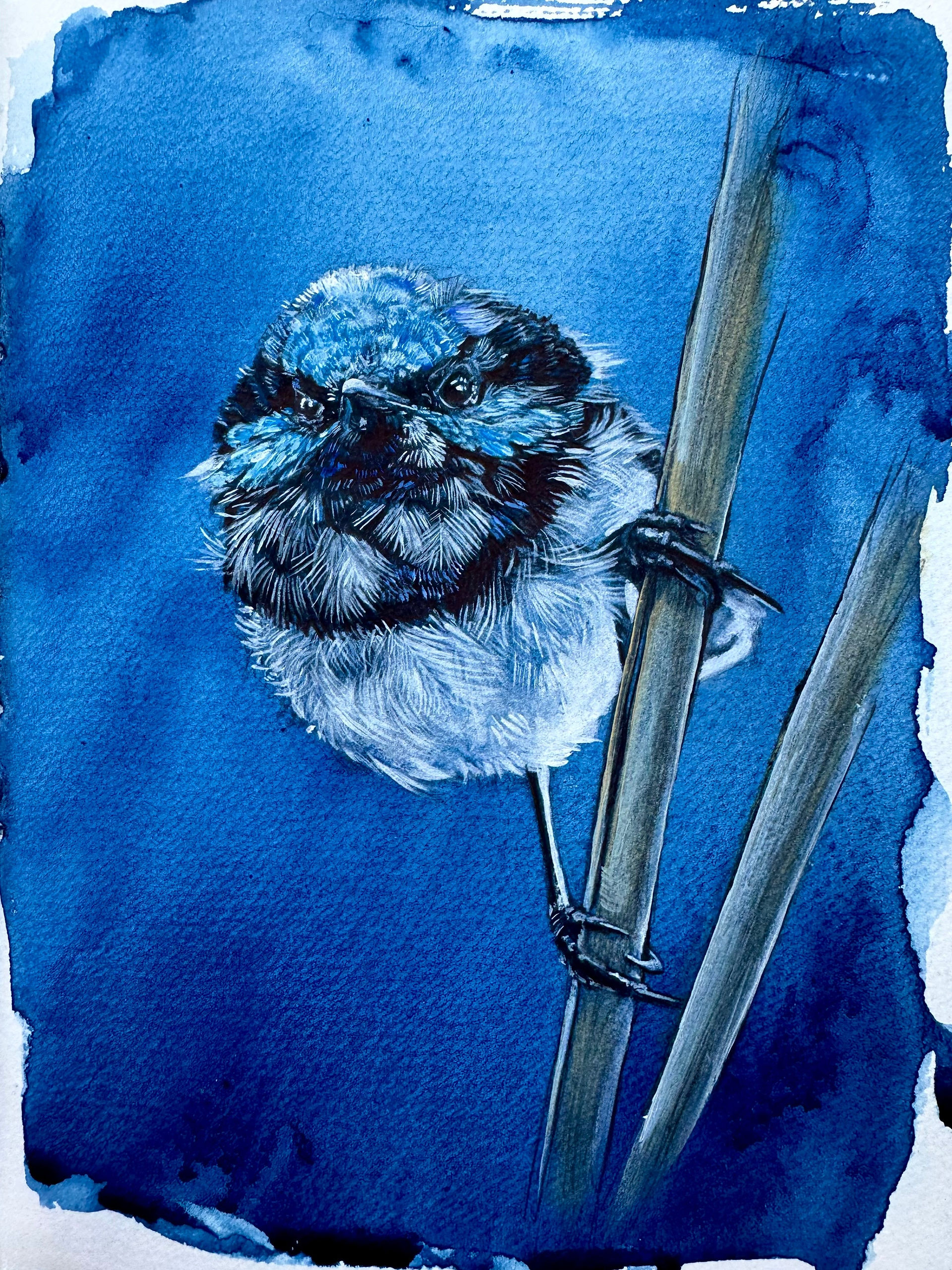 Kylie Holland, I do declare you shall have a day most Superb, painting of a very blue-colored bird on a rich blue background