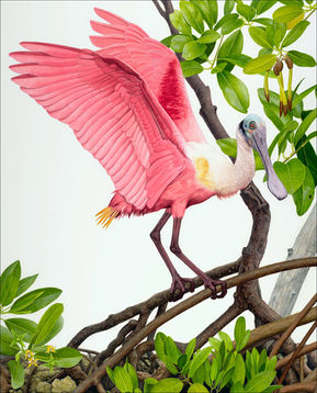 Roseate Spoonbill, by Matt Patterson, is a realistic acrylic painting of a vibrant pink spoonbill bird with wings spread while balancing on tree branches. This image won Best of Show.