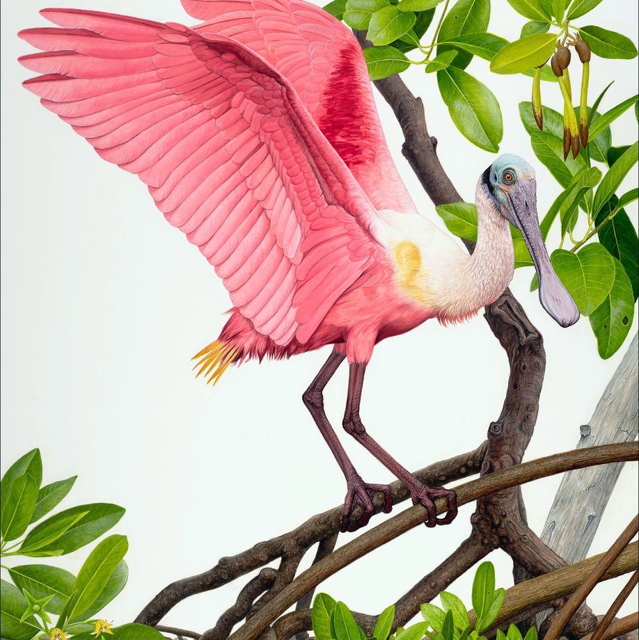 Roseate Spoonbill, by Matt Patterson, is a realistic acrylic painting of a vibrant pink spoonbill bird with wings spread while balancing on tree branches. This image won Best of Show.