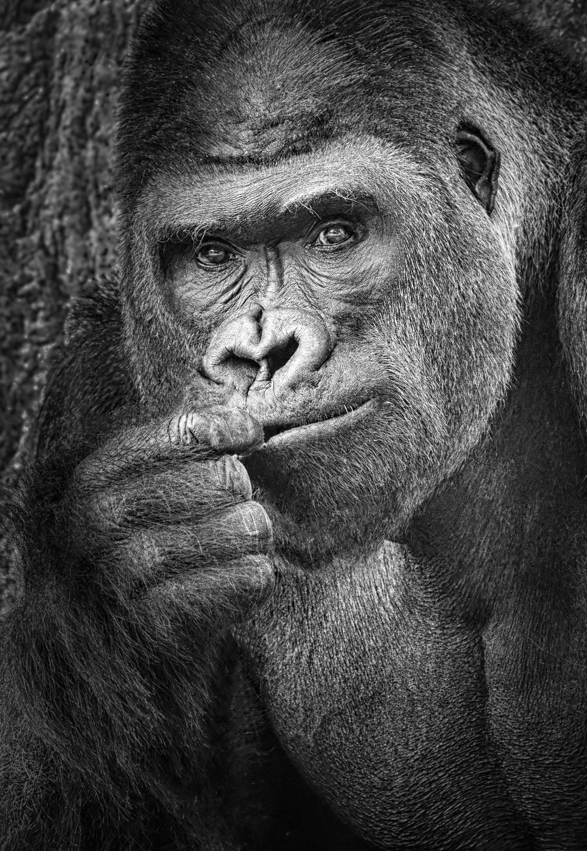 Plotting My Next Move, by Shawna Hinkel. Photograph of Western Lowland Gorilla Silverback in black and white