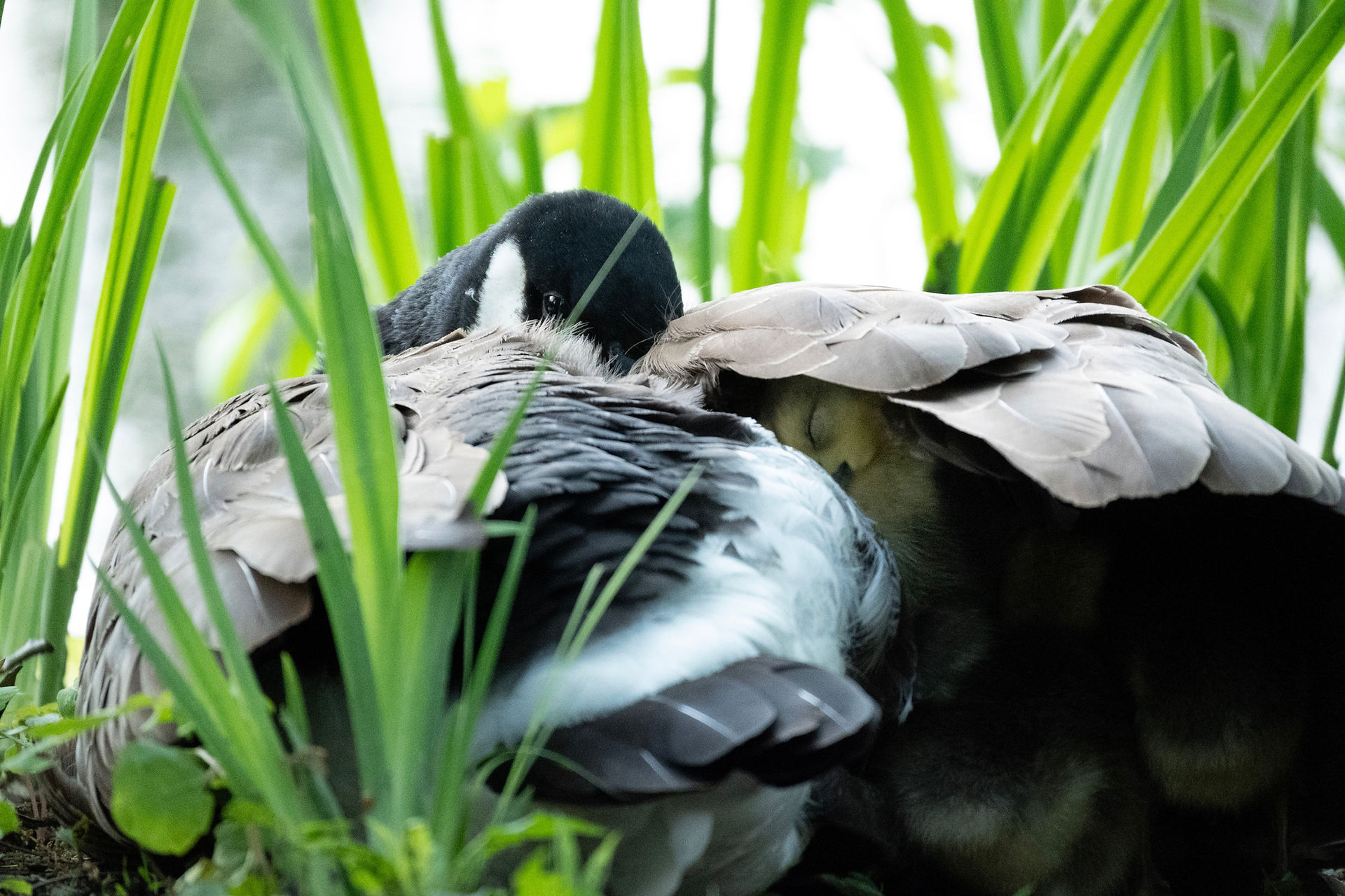 Mother Goose, by Charles Kolodner,  photograph of a goose nesting with it's goslings under its wings